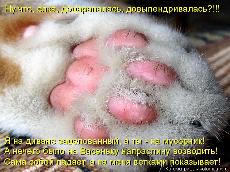 Котоматрица: Ну что, елка, доцарапалась, довыпендривалась?!!! Я на диване зацелованный, а ты - на мусорник!  А нечего было на Васеньку напраслину возводить! 