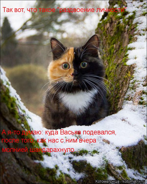 Котоматрица: Так вот, что такое "раздвоение личности" А я-то думаю: куда Васька подевался, после того, как нас с ним вчера  молнией шандарахнуло...