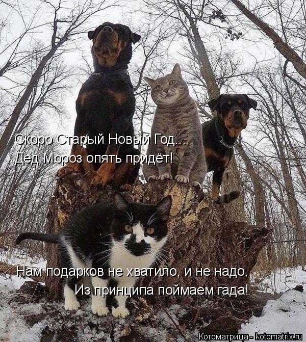 Скоро Старый Новый Год... Дед Мороз опять придёт! Нам подарков не хватило, и не надо. Из принципа пой... Котоматрица: Скоро Старый Новый Год... Дед Мороз опять придёт! Нам подарков не хватило, и не надо. Из принципа поймаем гада!