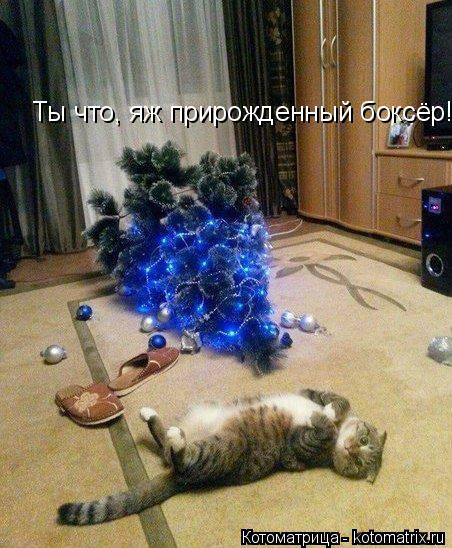 Котоматрица: Ты что, яж прирожденный боксёр!