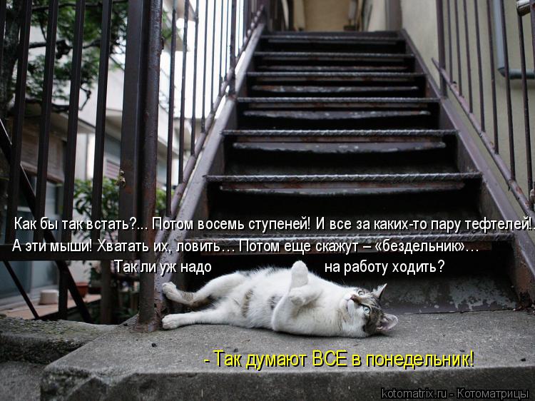 Как бы так встать?... Потом восемь ступеней! И все за каких-то пару тефтелей!... А эти мыши! Хватать... Котоматрица: Как бы так встать?... Потом восемь ступеней! И все за каких-то пару тефтелей!... А эти мыши! Хватать их, ловить… Потом еще скажут – «бездельник