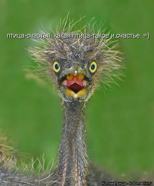 Котоматрица: птица-счастья. какая птица-такое и счастье. =)
