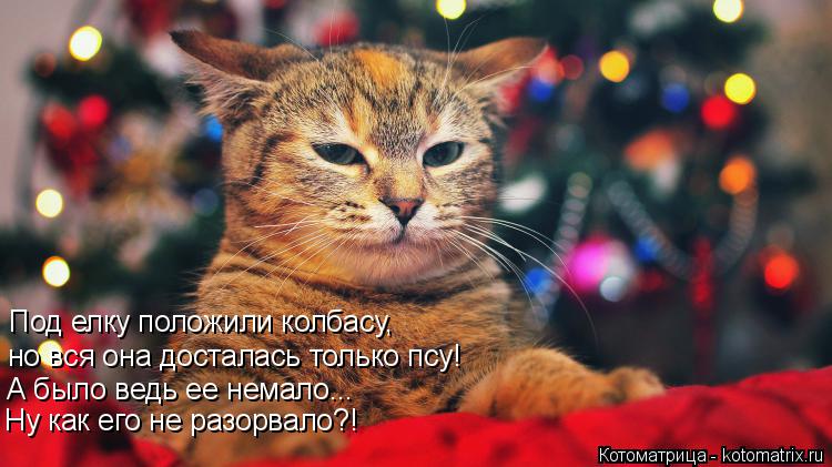 Под елку положили колбасу, но вся она досталась только псу! А было ведь ее немало... Ну как его не ра... Котоматрица: Под елку положили колбасу, но вся она досталась только псу! А было ведь ее немало... Ну как его не разорвало?!