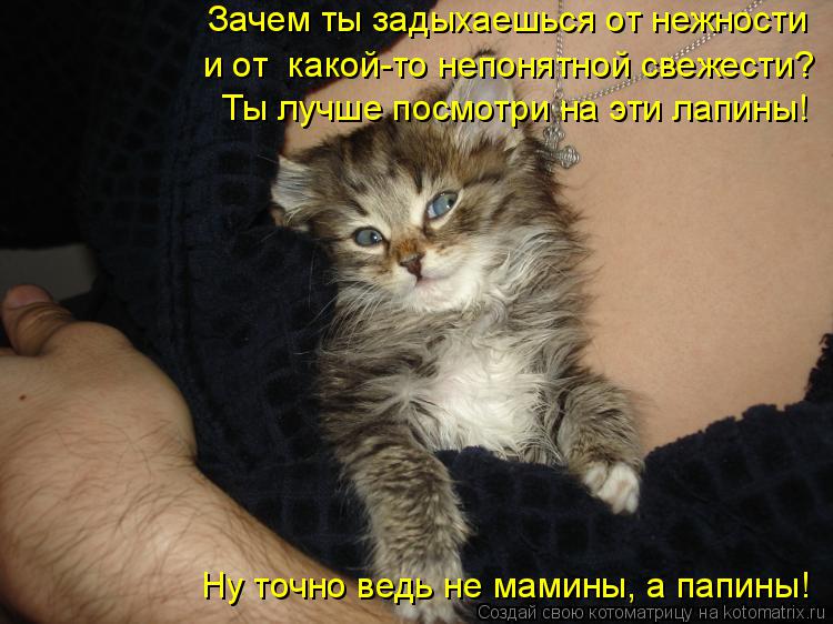 Котоматрица: Зачем ты задыхаешься от нежности  и от  какой-то непонятной свежести? Ты лучше посмотри на эти лапины! Ну точно ведь не мамины, а папины!