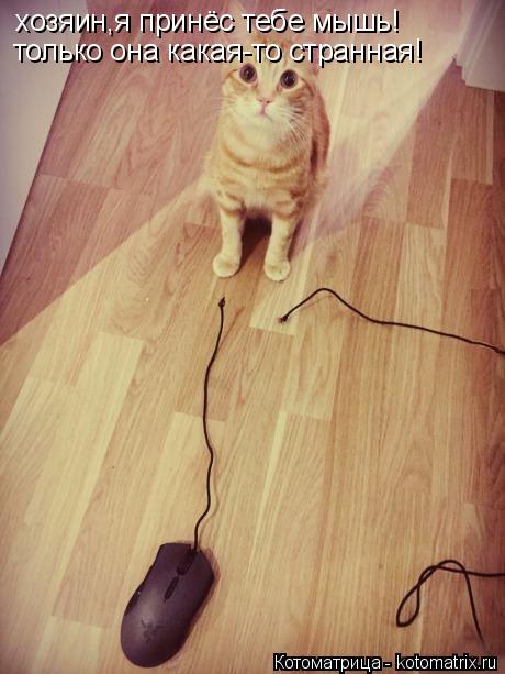 хозяин,я принёс тебе мышь! только она какая-то странная!... Котоматрица: хозяин,я принёс тебе мышь! только она какая-то странная!