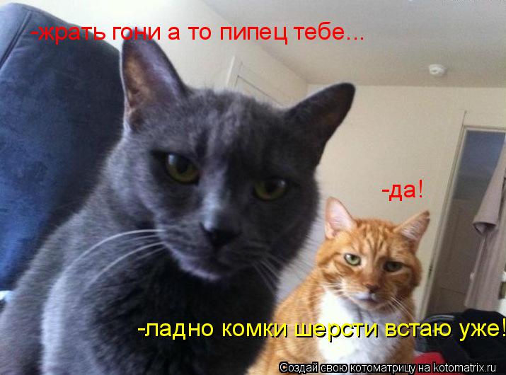 -жрать гони а то пипец тебе... -да! -ладно комки шерсти встаю уже!... Котоматрица: -жрать гони а то пипец тебе... -да! -ладно комки шерсти встаю уже!