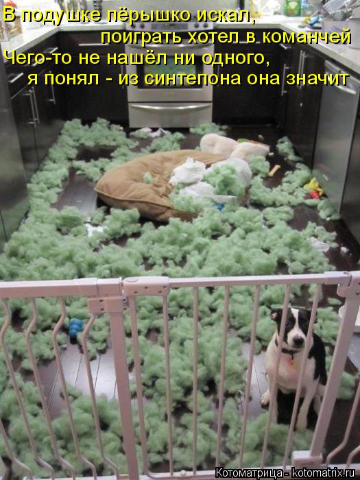 В подушке пёрышко искал, поиграть хотел в команчей Чего-то не нашёл ни одного, я понял - из синтепон... Котоматрица: В подушке пёрышко искал, поиграть хотел в команчей Чего-то не нашёл ни одного, я понял - из синтепона она значит