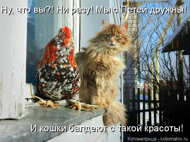 Ну, что вы?! Ни разу! Мы с Петей дружны! И кошки балдеют с такой красоты!... Котоматрица: Ну, что вы?! Ни разу! Мы с Петей дружны! И кошки балдеют с такой красоты!