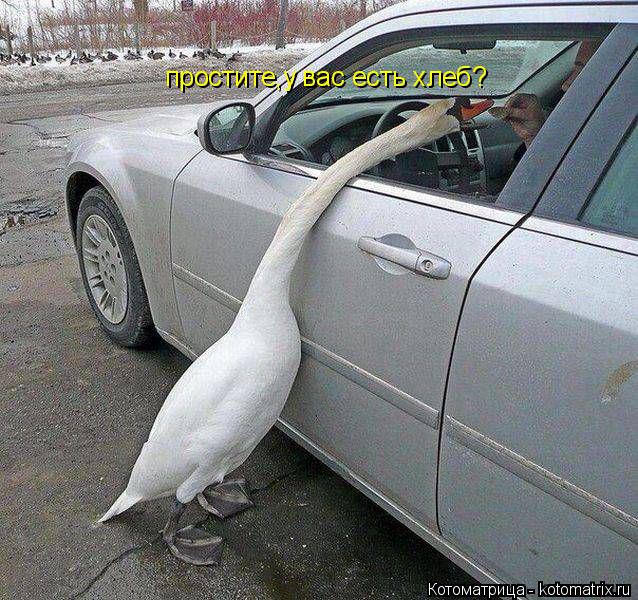 простите,у вас есть хлеб?... Котоматрица: простите,у вас есть хлеб?