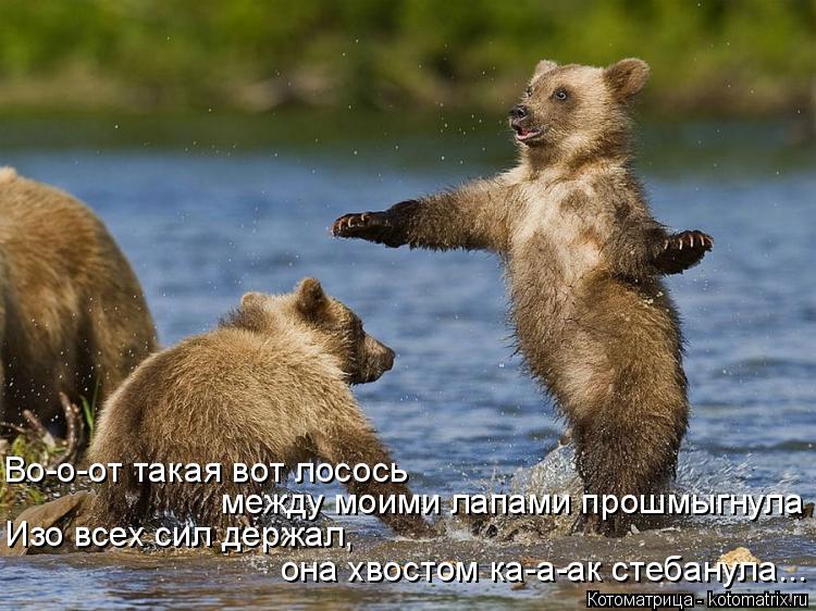 Во-о-от такая вот лосось между моими лапами прошмыгнула Изо всех сил держал, она хвостом ка-а-ак стеб... Котоматрица: Во-о-от такая вот лосось между моими лапами прошмыгнула Изо всех сил держал, она хвостом ка-а-ак стебанула...