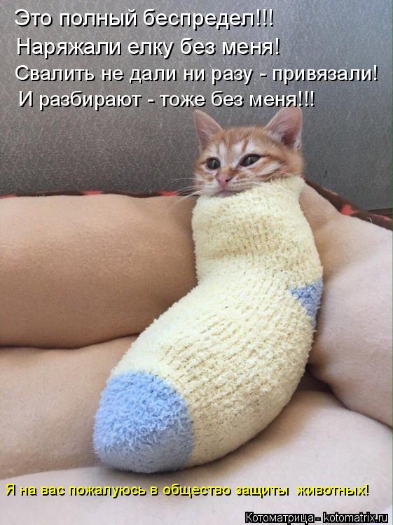 Это полный беспредел!!! Наряжали елку без меня! Свалить не дали ни разу - привязали! И разбирают - то... Котоматрица: Это полный беспредел!!! Наряжали елку без меня! Свалить не дали ни разу - привязали! И разбирают - тоже без меня!!! Я на вас пожалуюсь в общество