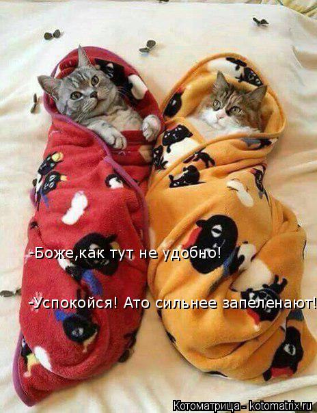 -Боже,как тут не удобно! -Успокойся! Ато сильнее запеленают! -Успокойся! Ато сильнее запеленают!... Котоматрица: -Боже,как тут не удобно! -Успокойся! Ато сильнее запеленают! -Успокойся! Ато сильнее запеленают!