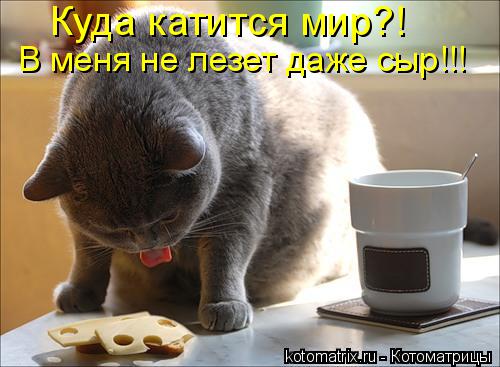 Куда катится мир?! В меня не лезет даже сыр!!!... Котоматрица: Куда катится мир?! В меня не лезет даже сыр!!!