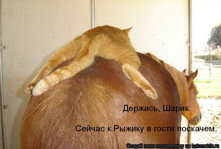 Держись, Шарик. Сейчас к Рыжику в гости поскачем.... Котоматрица: Держись, Шарик. Сейчас к Рыжику в гости поскачем.