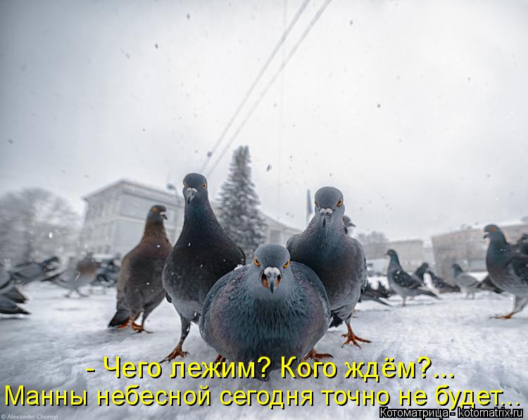 - Чего лежим? Кого ждём?... Манны небесной сегодня точно не будет...... Котоматрица: - Чего лежим? Кого ждём?... Манны небесной сегодня точно не будет...