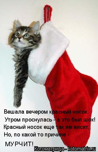 Вешала вечером красный носок. Утром проснулась - а это был шок! Красный носок еще так же висит, Но, п... Котоматрица: Вешала вечером красный носок. Утром проснулась - а это был шок! Красный носок еще так же висит, Но, по какой то причине - МУРЧИТ!