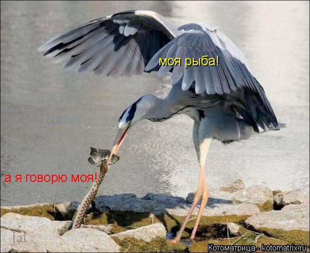 Котоматрица: моя рыба! а я говорю моя!