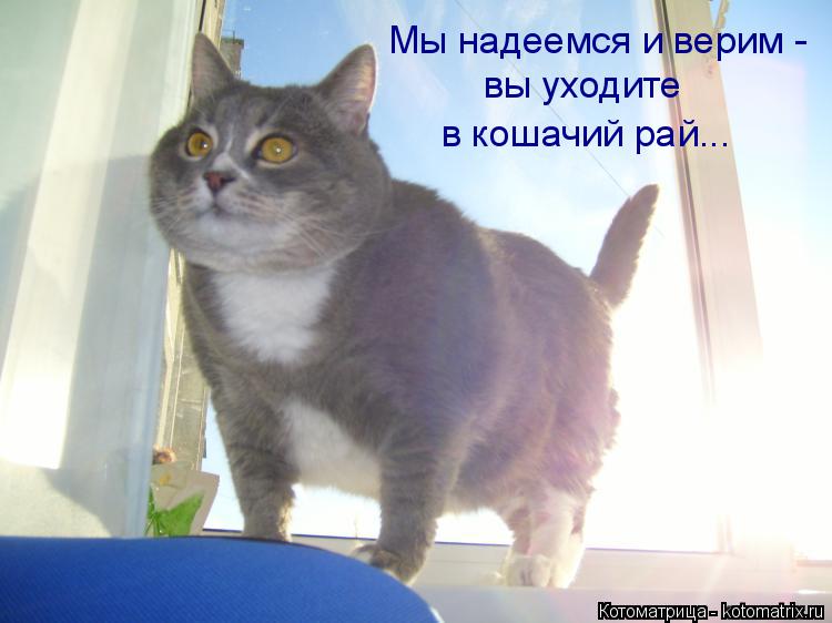 Мы надеемся и верим - вы уходите в кошачий рай...... Котоматрица: Мы надеемся и верим - вы уходите в кошачий рай...