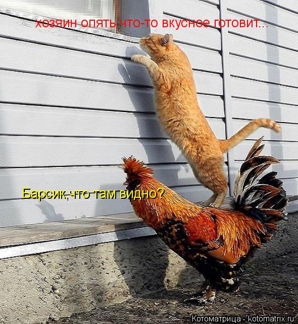 Барсик,что там видно? хозяин опять что-то вкусное готовит...... Котоматрица: Барсик,что там видно? хозяин опять что-то вкусное готовит...