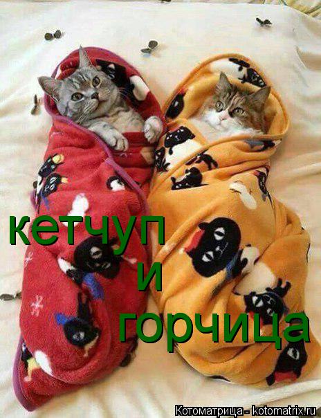 кетчуп и горчица горчица... Котоматрица: кетчуп и горчица горчица