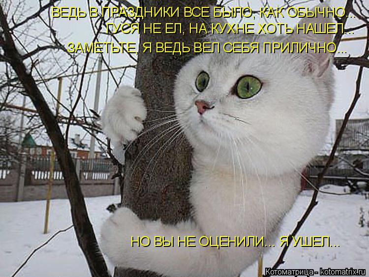 ВЕДЬ В ПРАЗДНИКИ ВСЕ БЫЛО, КАК ОБЫЧНО... ЗАМЕТЬТЕ, Я ВЕДЬ ВЕЛ СЕБЯ ПРИЛИЧНО... НО ВЫ НЕ ОЦЕНИЛИ... Я ... Котоматрица: ВЕДЬ В ПРАЗДНИКИ ВСЕ БЫЛО, КАК ОБЫЧНО... ЗАМЕТЬТЕ, Я ВЕДЬ ВЕЛ СЕБЯ ПРИЛИЧНО... НО ВЫ НЕ ОЦЕНИЛИ... Я УШЕЛ... ГУСЯ НЕ ЕЛ, НА КУХНЕ ХОТЬ НАШЕЛ...