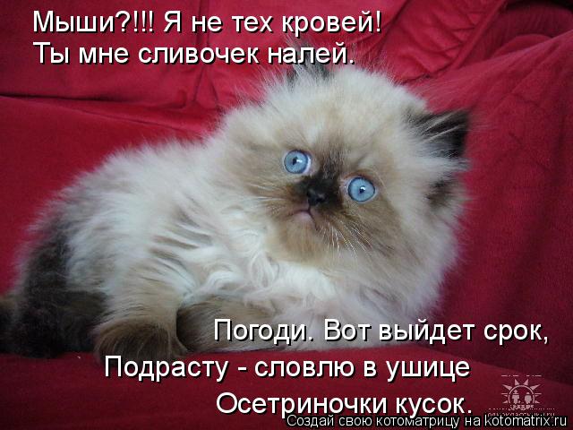 Мыши?!!! Я не тех кровей! Ты мне сливочек налей. Погоди. Вот выйдет срок, Подрасту - словлю в ушице ... Котоматрица: Мыши?!!! Я не тех кровей! Ты мне сливочек налей. Погоди. Вот выйдет срок, Подрасту - словлю в ушице Осетриночки кусок.