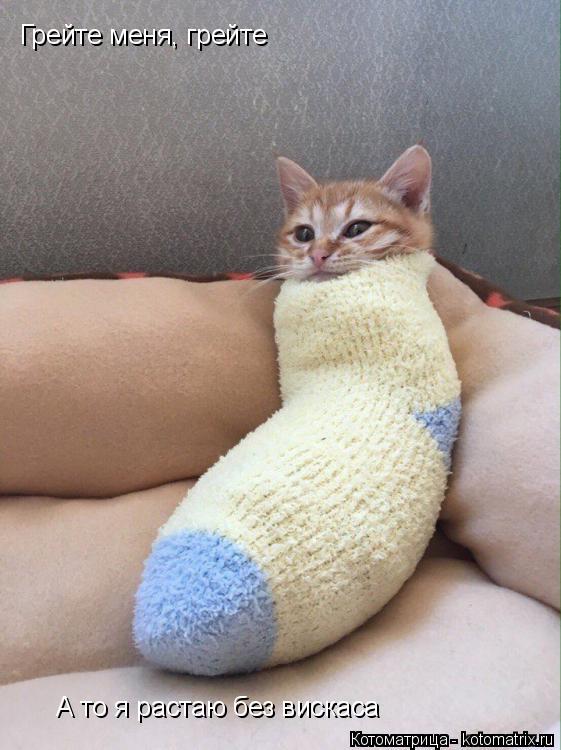Грейте меня, грейте А то я растаю без вискаса... Котоматрица: Грейте меня, грейте А то я растаю без вискаса