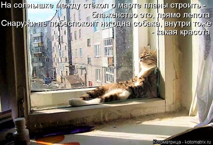 На солнышке между стёкол о марте планы строить - блаженство это, прямо лепота Снаружи не побеспокоит ... Котоматрица: На солнышке между стёкол о марте планы строить - блаженство это, прямо лепота Снаружи не побеспокоит ни одна собака, внутри тоже - какая крас