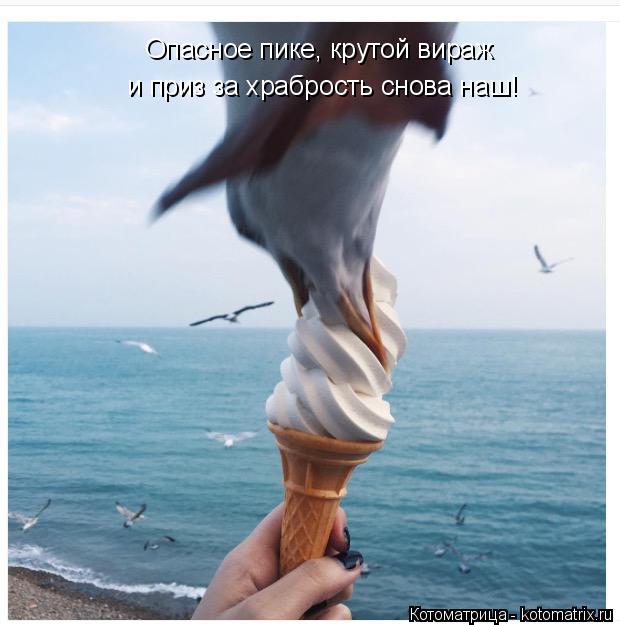 и приз за храбрость снова наш! Опасное пике, крутой вираж... Котоматрица: и приз за храбрость снова наш! Опасное пике, крутой вираж