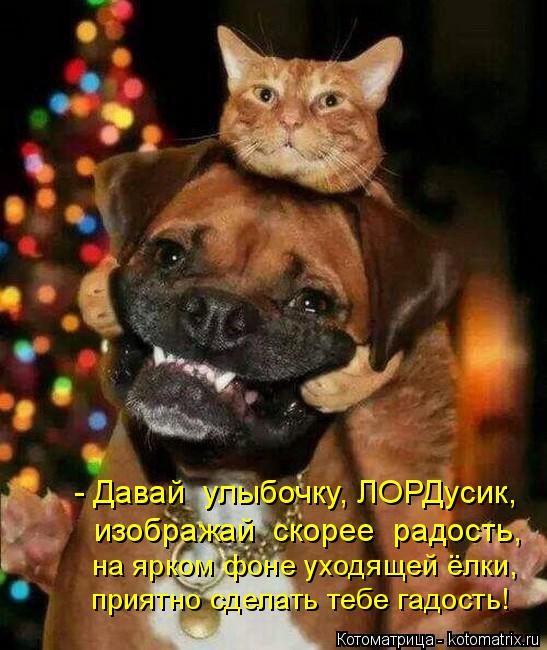 - Давай улыбочку, ЛОРДусик, изображай скорее радость, на ярком фоне уходящей ёлки, приятно сделат... Котоматрица: - Давай улыбочку, ЛОРДусик, изображай скорее радость, на ярком фоне уходящей ёлки, приятно сделать тебе гадость!