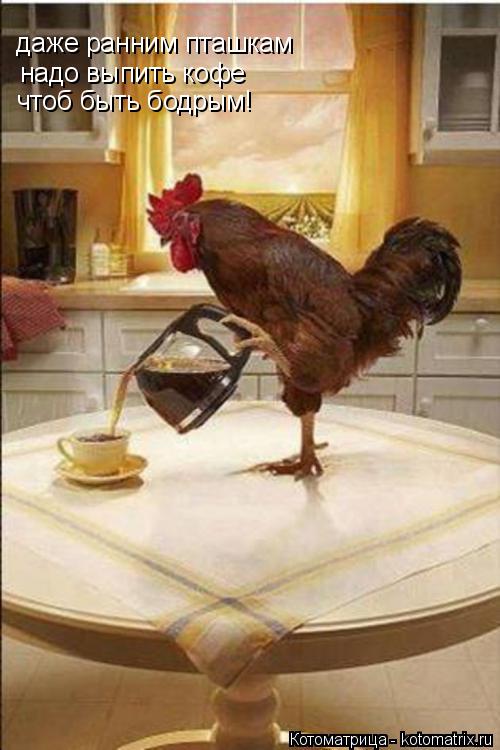 даже ранним пташкам надо выпить кофе чтоб быть бодрым!... Котоматрица: даже ранним пташкам надо выпить кофе чтоб быть бодрым!