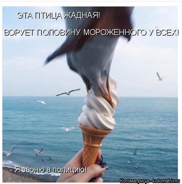 ЭТА ПТИЦА ЖАДНАЯ! ВОРУЕТ ПОЛОВИНУ МОРОЖЕННОГО У ВСЕХ! - Я звоню в полицию!... Котоматрица: ЭТА ПТИЦА ЖАДНАЯ! ВОРУЕТ ПОЛОВИНУ МОРОЖЕННОГО У ВСЕХ! - Я звоню в полицию!
