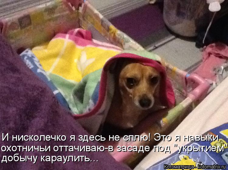 И нисколечко я здесь не сплю! Это я навыки охотничьи оттачиваю-в засаде под "укрытием" добычу караули... Котоматрица: И нисколечко я здесь не сплю! Это я навыки охотничьи оттачиваю-в засаде под "укрытием" добычу караулить...