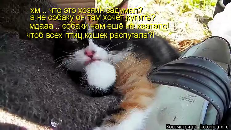 хм... что это хозяин задумал? а не собаку он там хочет купить? мдааа... собаки нам ещё не хватало! чт... Котоматрица: хм... что это хозяин задумал? а не собаку он там хочет купить? мдааа... собаки нам ещё не хватало! чтоб всех птиц,кошек распугала?!