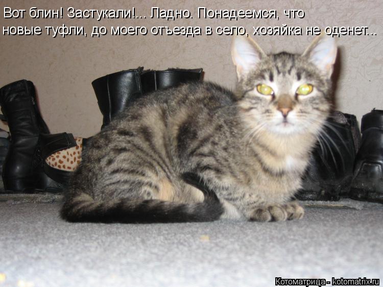 Вот блин! Застукали!... Ладно. Понадеемся, что новые туфли, до моего отъезда в село, хозяйка не одене... Котоматрица: Вот блин! Застукали!... Ладно. Понадеемся, что новые туфли, до моего отъезда в село, хозяйка не оденет...
