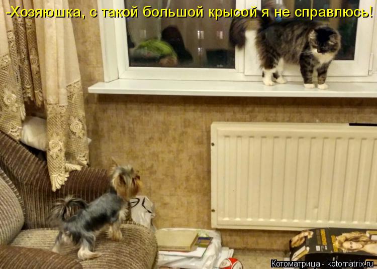 -Хозяюшка, с такой большой крысой я не справлюсь!... Котоматрица: -Хозяюшка, с такой большой крысой я не справлюсь!