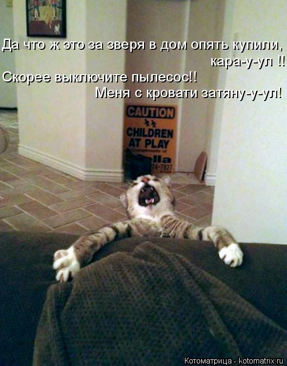 Да что ж это за зверя в дом опять купили, Скорее выключите пылесос!! Меня с кровати затяну-у-ул! кара... Котоматрица: Да что ж это за зверя в дом опять купили, Скорее выключите пылесос!! Меня с кровати затяну-у-ул! кара-у-ул !!
