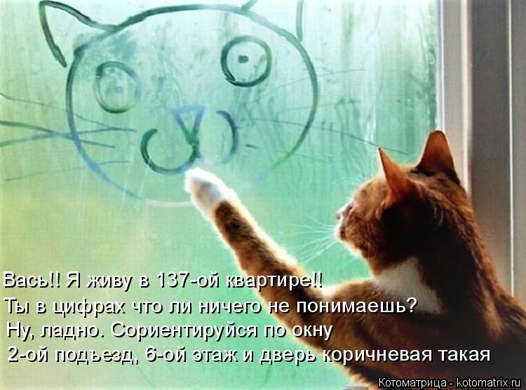 Вась!! Я живу в 137-ой квартире!! Ты в цифрах что ли ничего не понимаешь? Ну, ладно. Сориентируйся по... Котоматрица: Вась!! Я живу в 137-ой квартире!! Ты в цифрах что ли ничего не понимаешь? Ну, ладно. Сориентируйся по окну 2-ой подъезд, 6-ой этаж и дверь коричнева