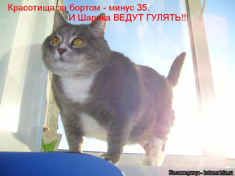 Красотища за бортом - минус 35. И Шарика ВЕДУТ ГУЛЯТЬ!!!... Котоматрица: Красотища за бортом - минус 35. И Шарика ВЕДУТ ГУЛЯТЬ!!!