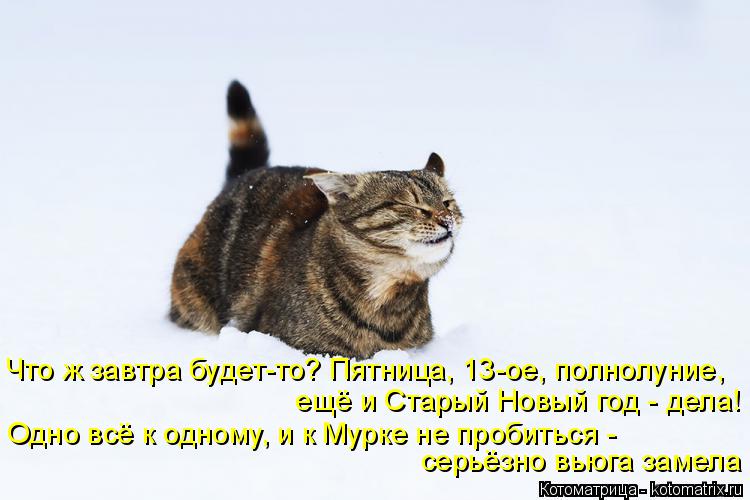 Что ж завтра будет-то? Пятница, 13-ое, полнолуние, Одно всё к одному, и к Мурке не пробиться - серьёз... Котоматрица: Что ж завтра будет-то? Пятница, 13-ое, полнолуние, Одно всё к одному, и к Мурке не пробиться - серьёзно вьюга замела ещё и Старый Новый год - дела