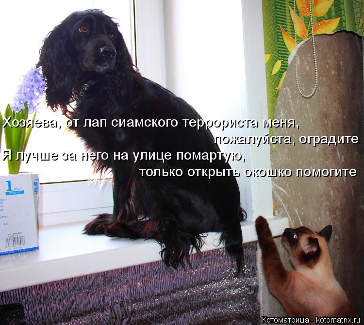 Хозяева, от лап сиамского террориста меня, пожалуйста, оградите только открыть окошко помогите Я лучш... Котоматрица: Хозяева, от лап сиамского террориста меня, пожалуйста, оградите только открыть окошко помогите Я лучше за него на улице помартую,