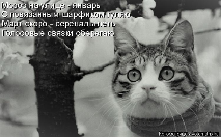 Мороз на улице - январь С повязанным шарфиком гуляю Март скоро - серенады петь Голосовые связки сбере... Котоматрица: Мороз на улице - январь С повязанным шарфиком гуляю Март скоро - серенады петь Голосовые связки сберегаю