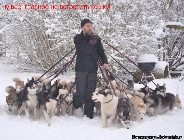 ну всё! главное не встретить кошку!... Котоматрица: ну всё! главное не встретить кошку!