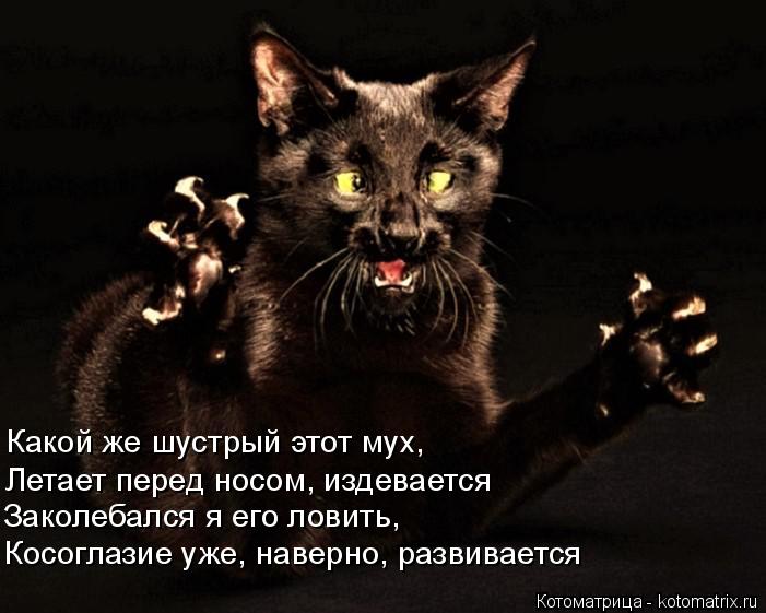 Какой же шустрый этот мух, Летает перед носом, издевается Заколебался я его ловить, Косоглазие уже, н... Котоматрица: Какой же шустрый этот мух, Летает перед носом, издевается Заколебался я его ловить, Косоглазие уже, наверно, развивается