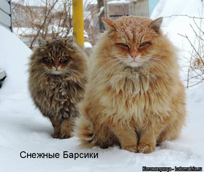 Снежные Барсики... Котоматрица: Снежные Барсики