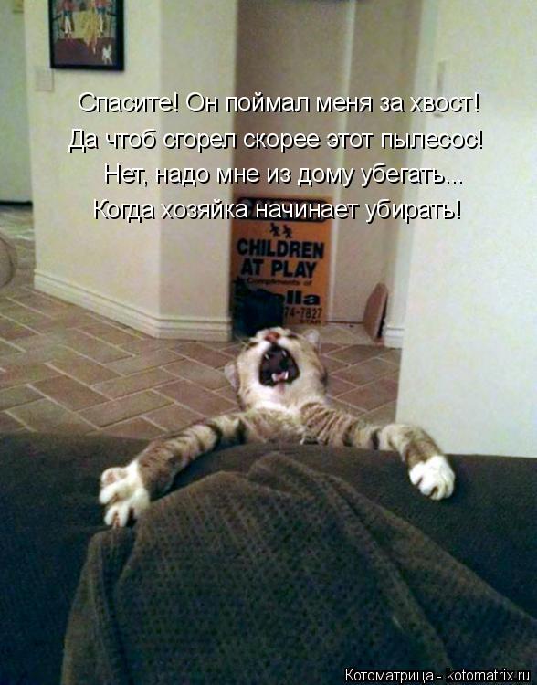 Спасите! Он поймал меня за хвост! Да чтоб сгорел скорее этот пылесос! Нет, надо мне из дому убегать..... Котоматрица: Спасите! Он поймал меня за хвост! Да чтоб сгорел скорее этот пылесос! Нет, надо мне из дому убегать... Когда хозяйка начинает убирать!