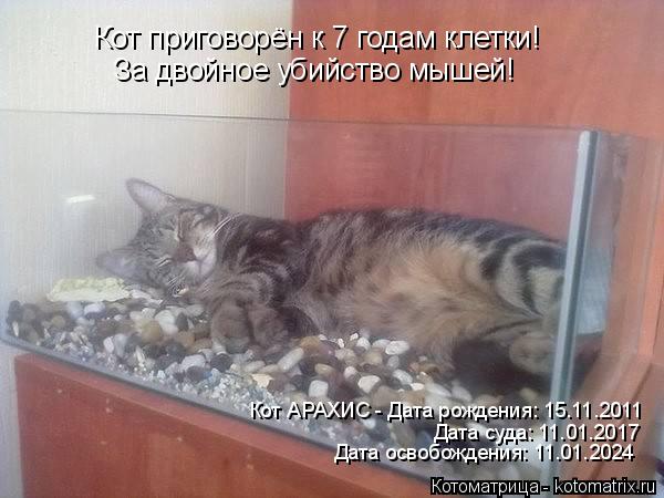 Кот приговорён к 7 годам клетки! За двойное убийство мышей! Кот АРАХИС - Дата рождения: 15.11.2011 Да... Котоматрица: Кот приговорён к 7 годам клетки! За двойное убийство мышей! Кот АРАХИС - Дата рождения: 15.11.2011 Дата суда: 11.01.2017 Дата освобождения: 11.01.2024