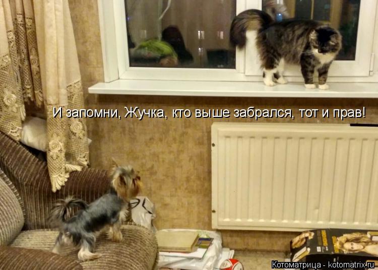 И запомни, Жучка, кто выше забрался, тот и прав!... Котоматрица: И запомни, Жучка, кто выше забрался, тот и прав!