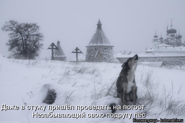 Даже в стужу пришёл проведать на погост Незабывающий свою подругу пёс... Котоматрица: Даже в стужу пришёл проведать на погост Незабывающий свою подругу пёс