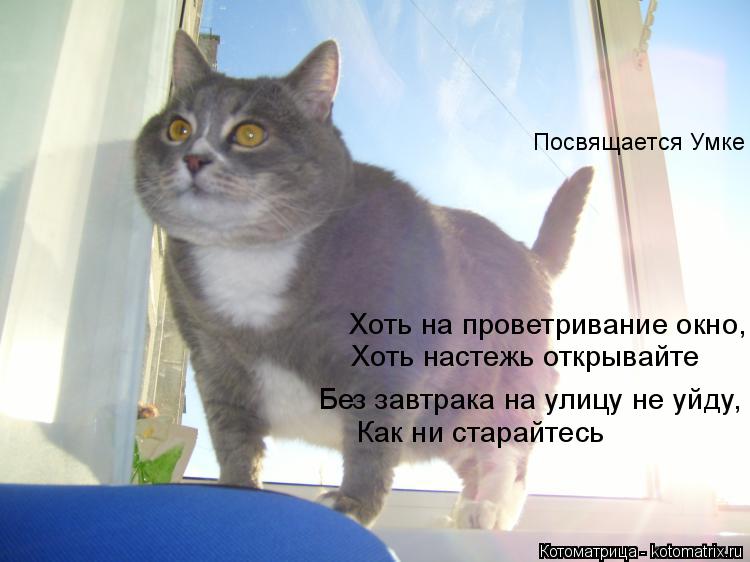 Хоть на проветривание окно, Посвящается Умке Хоть настежь открывайте Без завтрака на улицу не уйду, К... Котоматрица: Хоть на проветривание окно, Посвящается Умке Хоть настежь открывайте Без завтрака на улицу не уйду, Как ни старайтесь